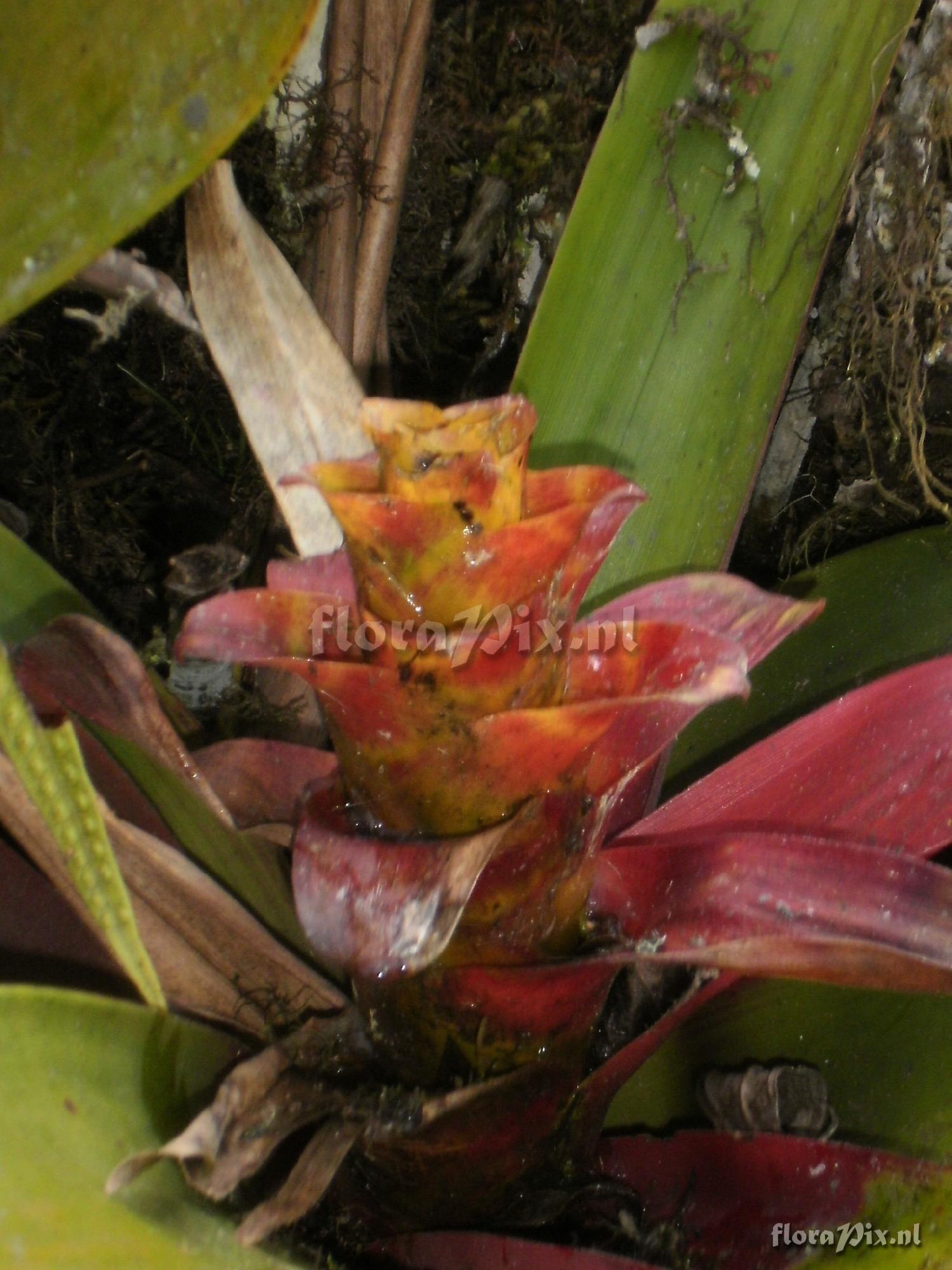 Guzmania squarrosa