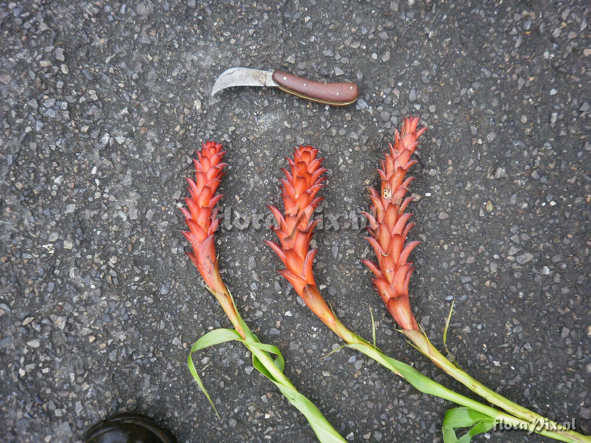 Pitcairnia hitchcockiana