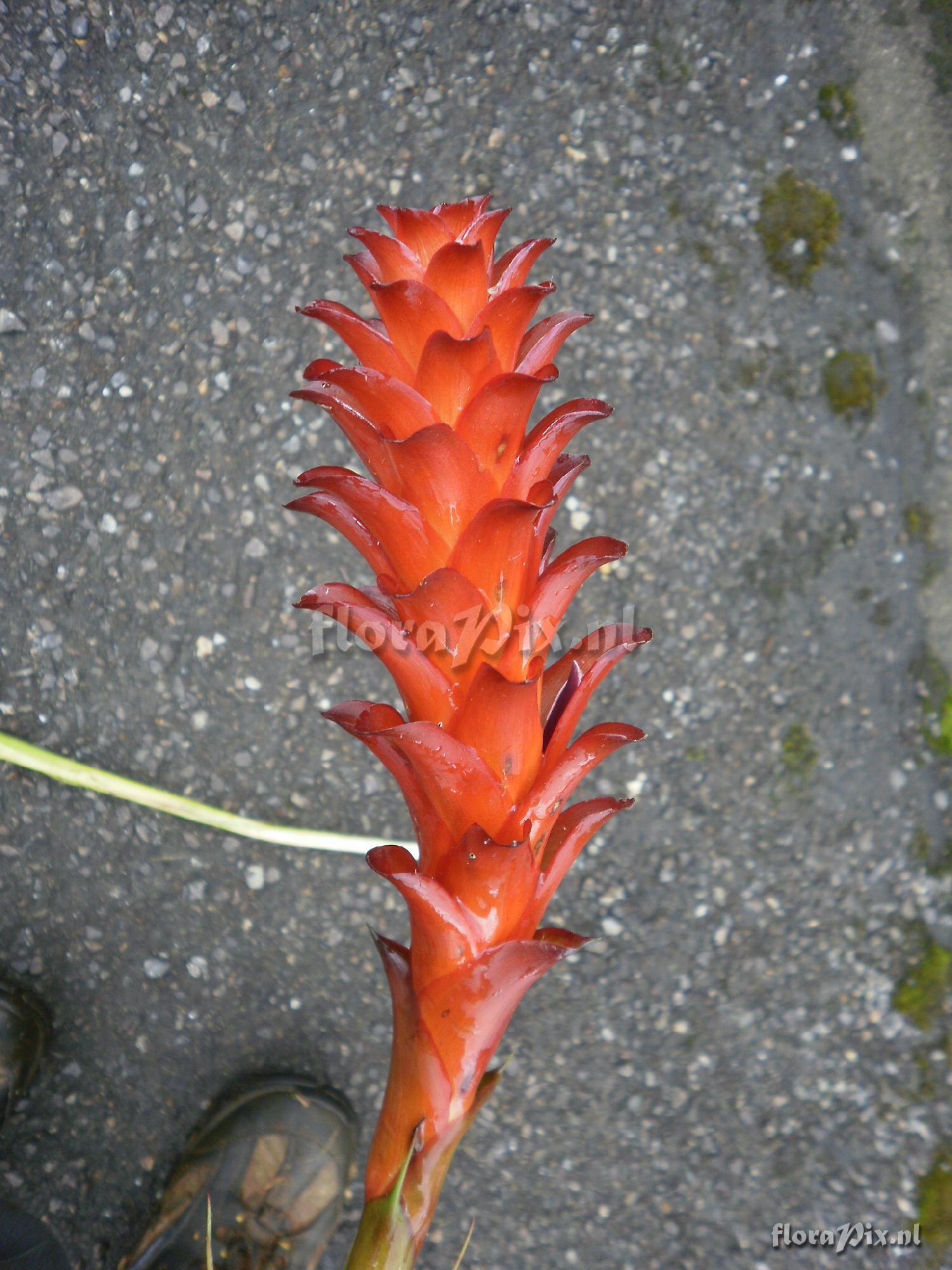 Pitcairnia hitchcockiana