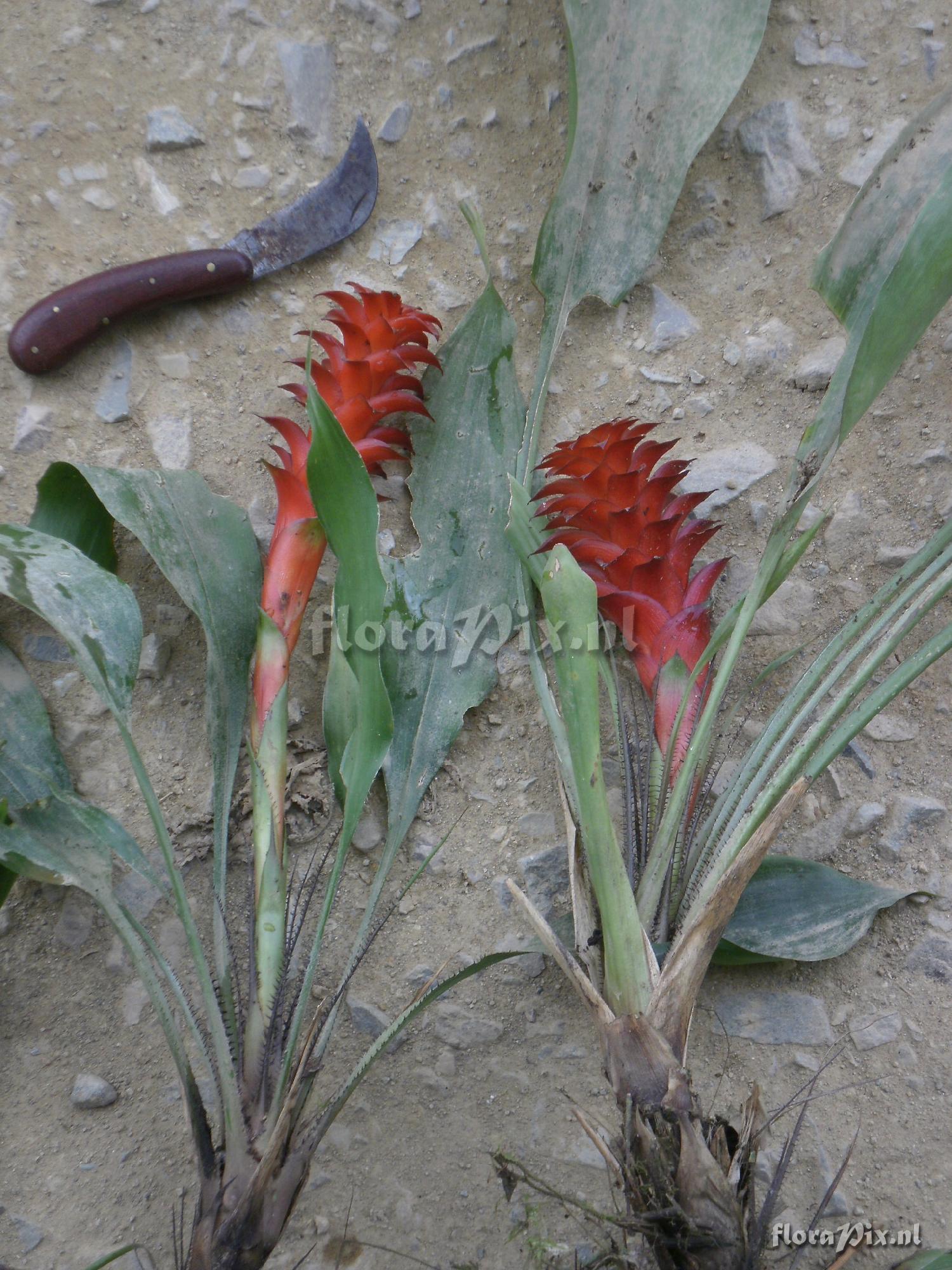 Pitcairnia nigra