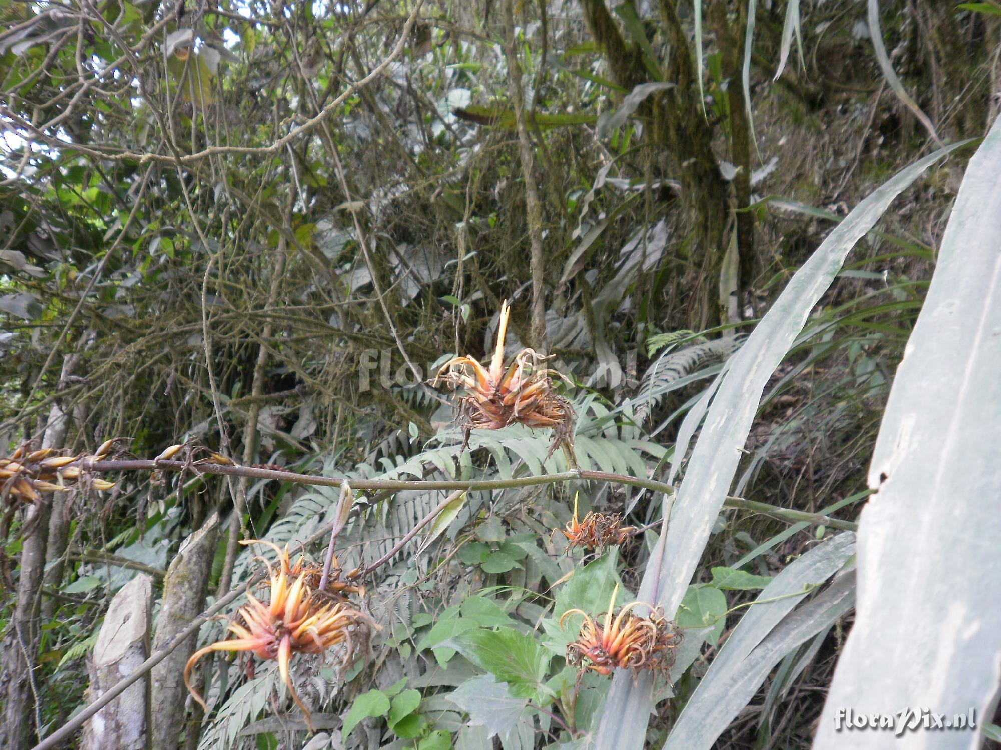 Pitcairnia dendroidea