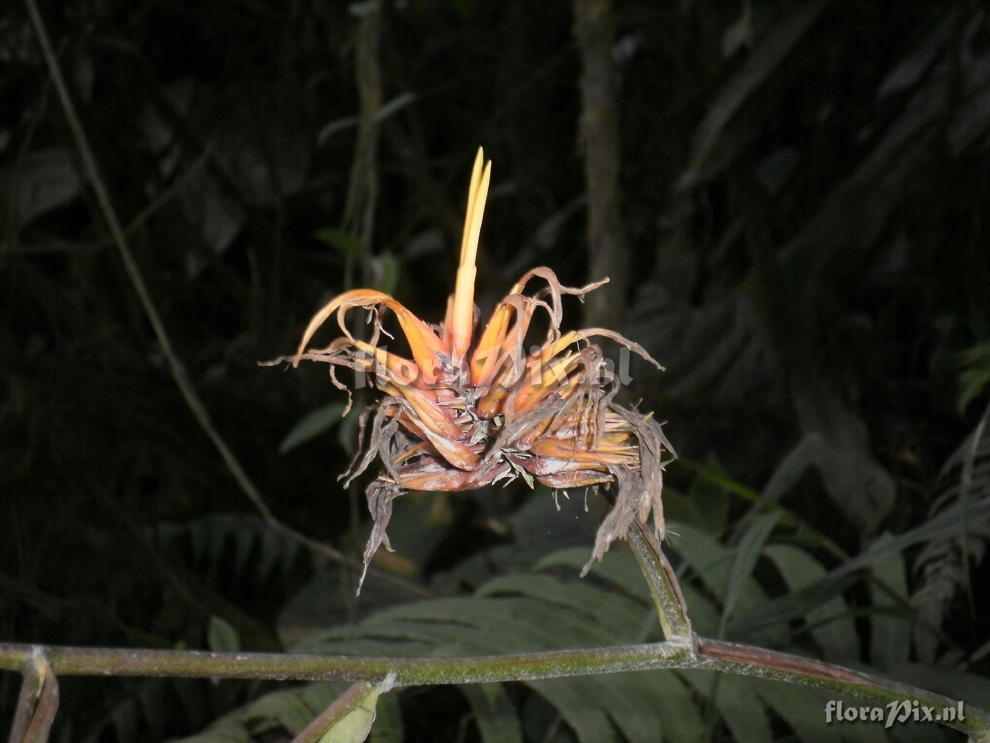 Pitcairnia dendroidea