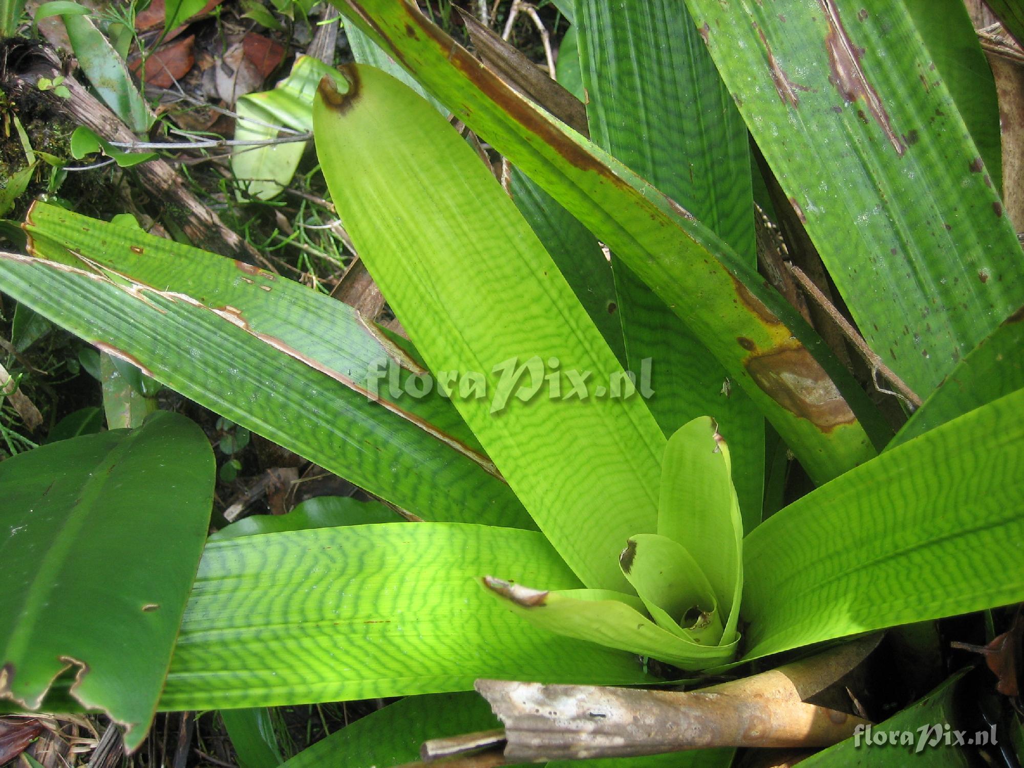 Vriesea cf. hieroglyphica