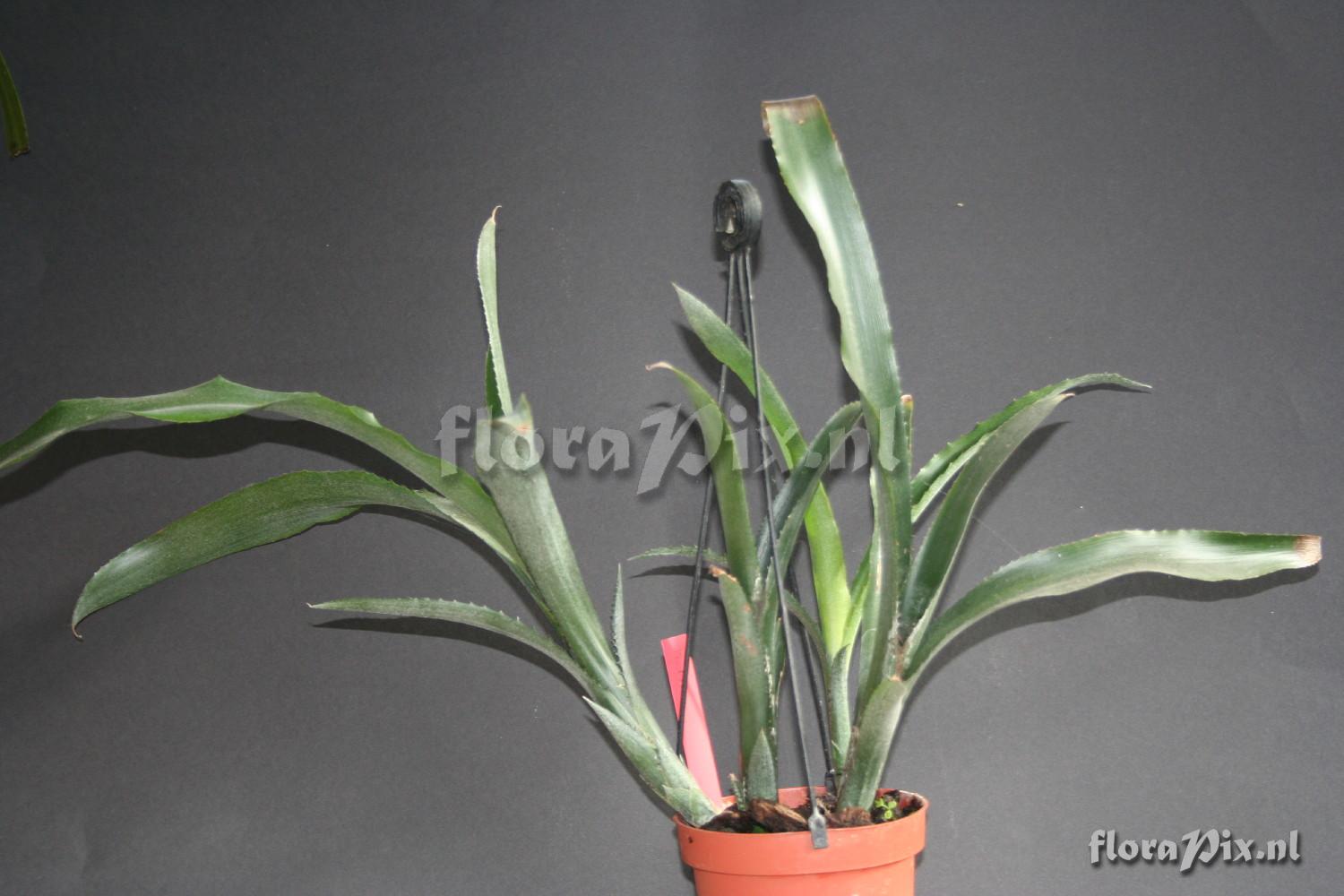 Billbergia lietzei