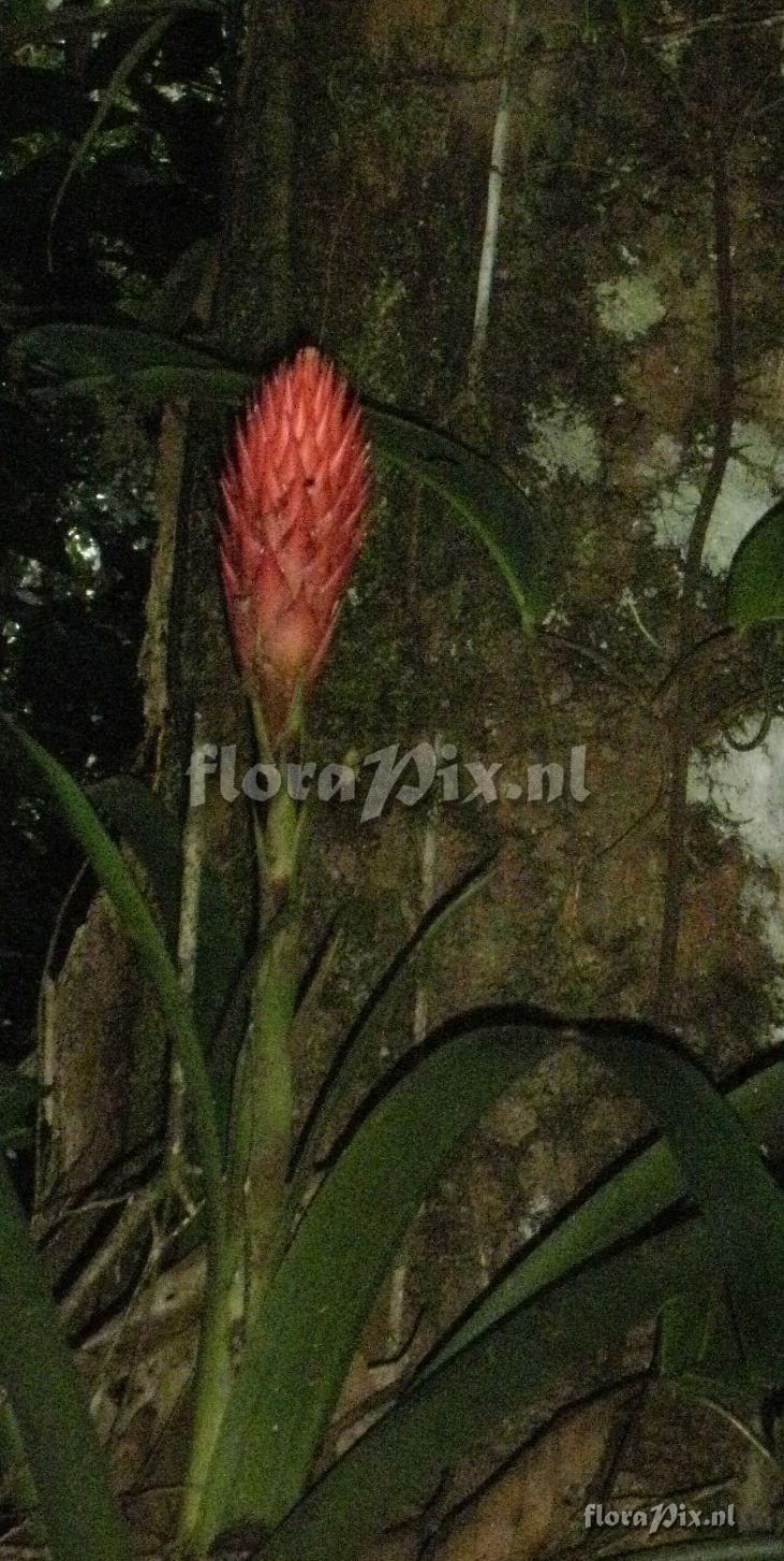 Guzmania cf besseae