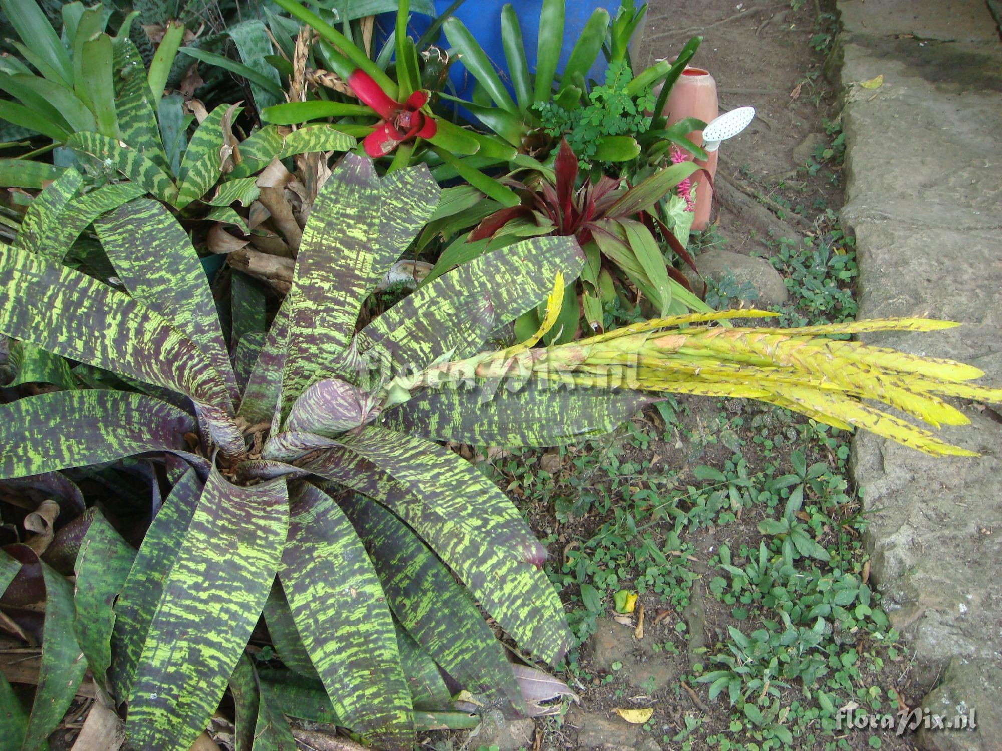 VRIESEA ospinae var gruberi -COLOMBIA