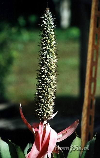 Aechmea longicupsis