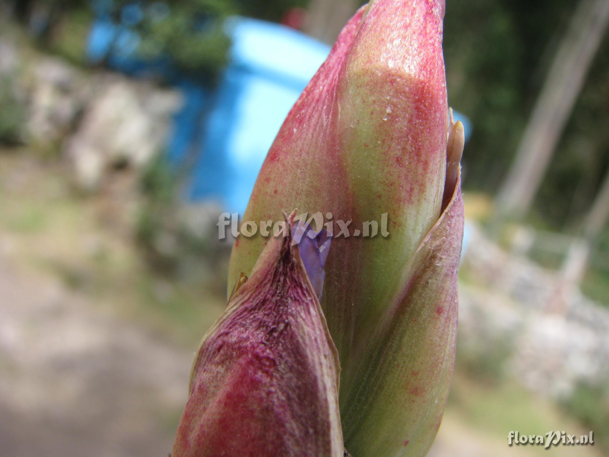 Tillandsia ionochroma