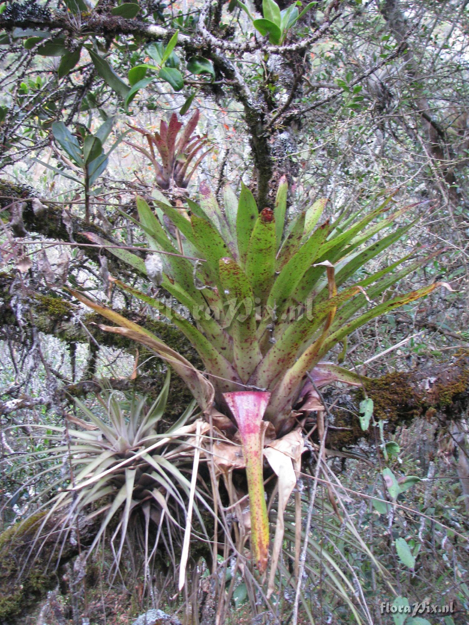 Tillandsia ionochroma