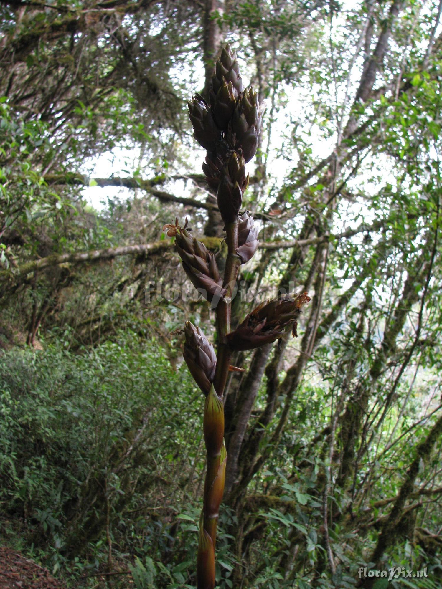 Guzmania cuzcoensis   