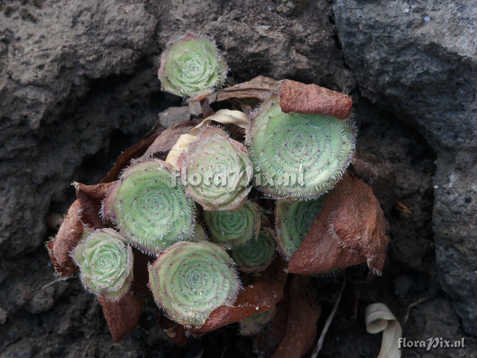 Aeonium sp.