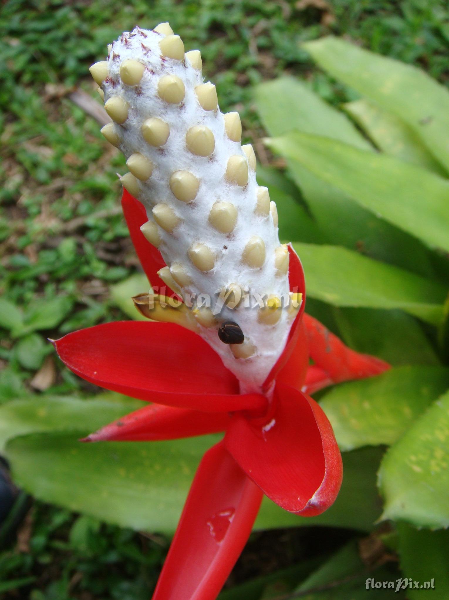 Aechmea bromelifolia