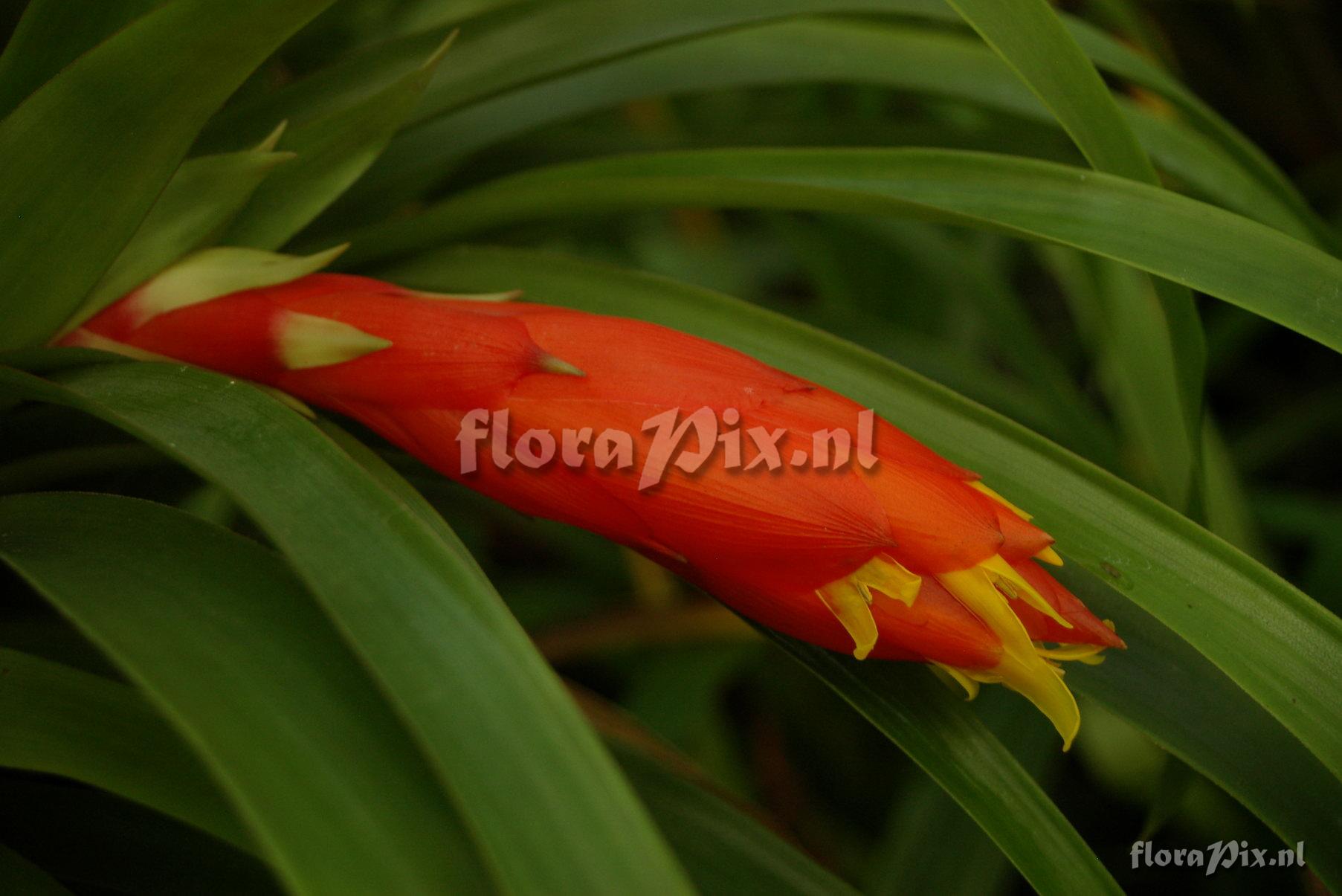 Guzmania nicaraguensis