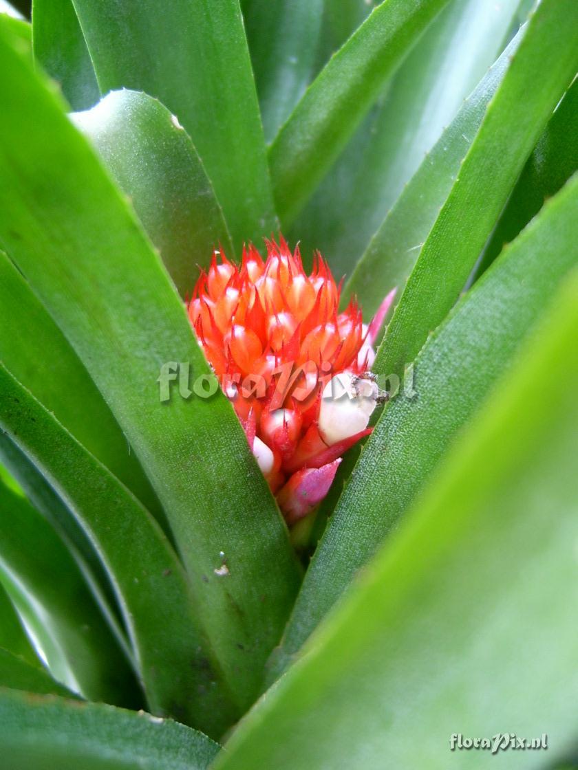 Aechmea pimenti-velosoi