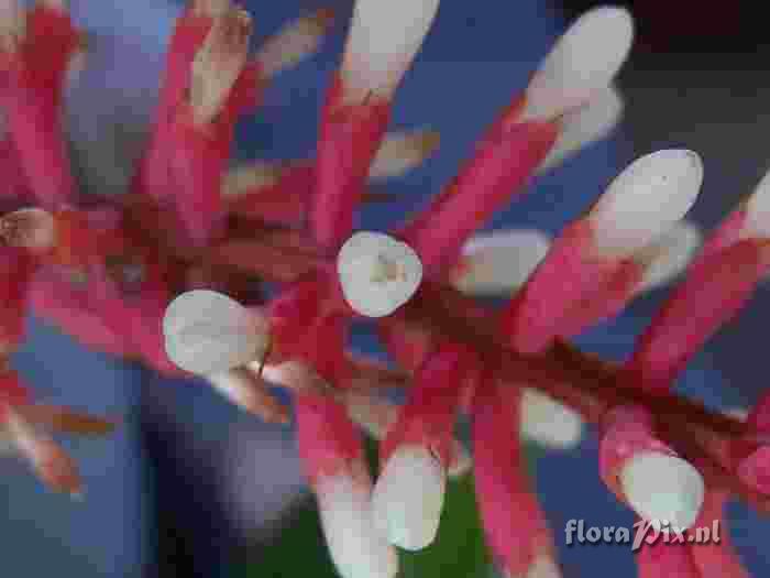 Aechmea gameosepla 