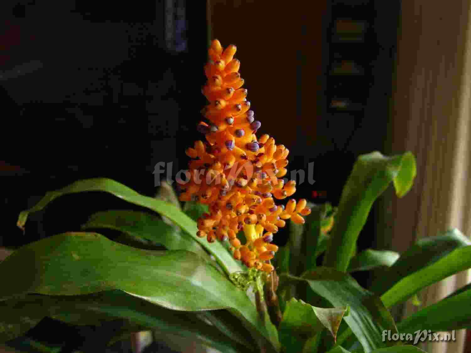 Aechmea capixabae