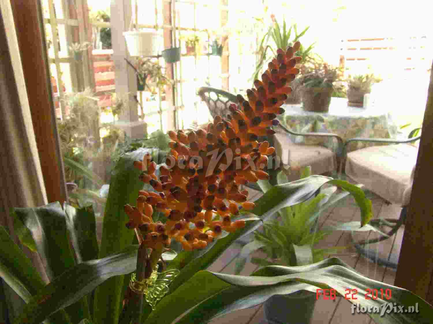 Aechmea capixabae