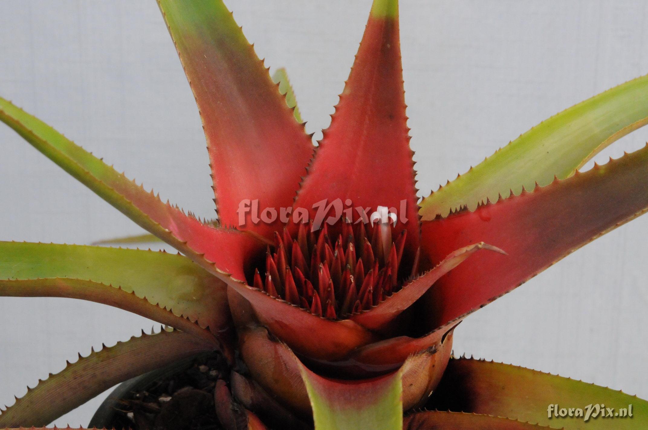 Neoregelia species