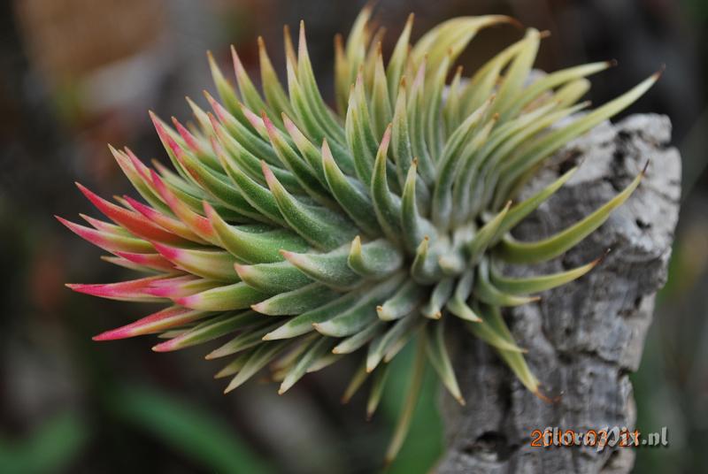 Tillandsia ionantha var. ionantha