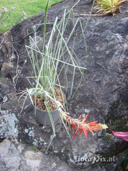 Pitcairnia sp