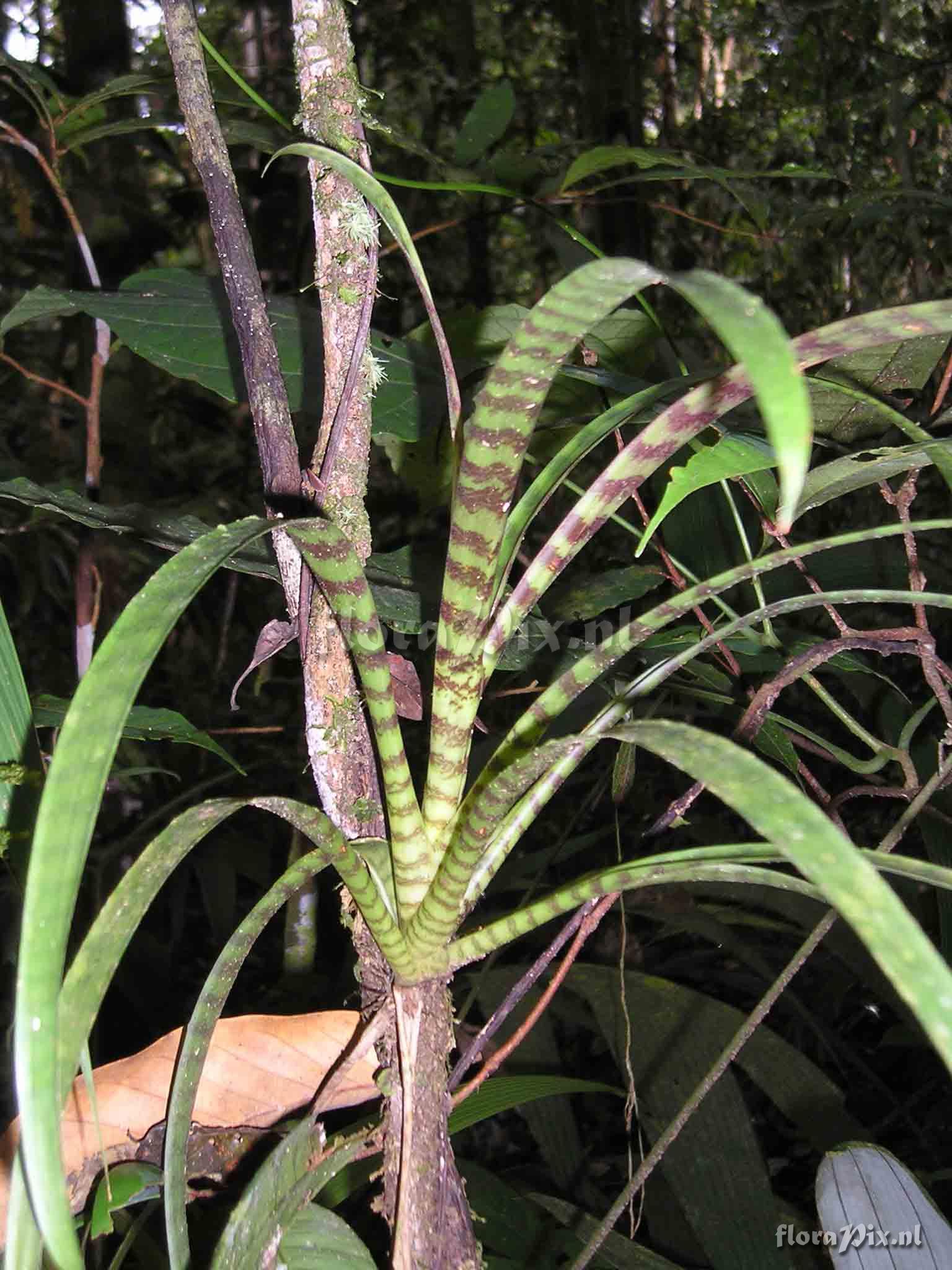 Guzmania vittata