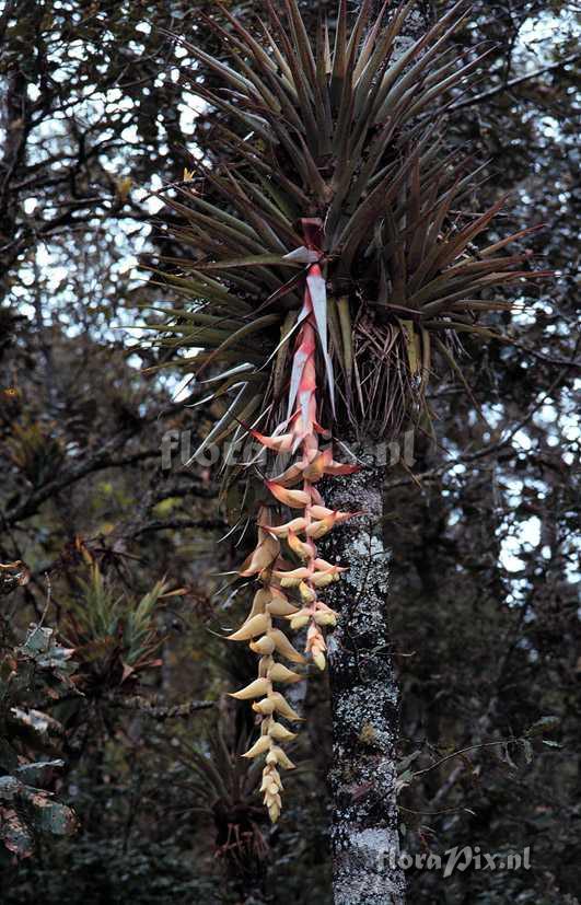 Tillandsia eizii L.B. Smith