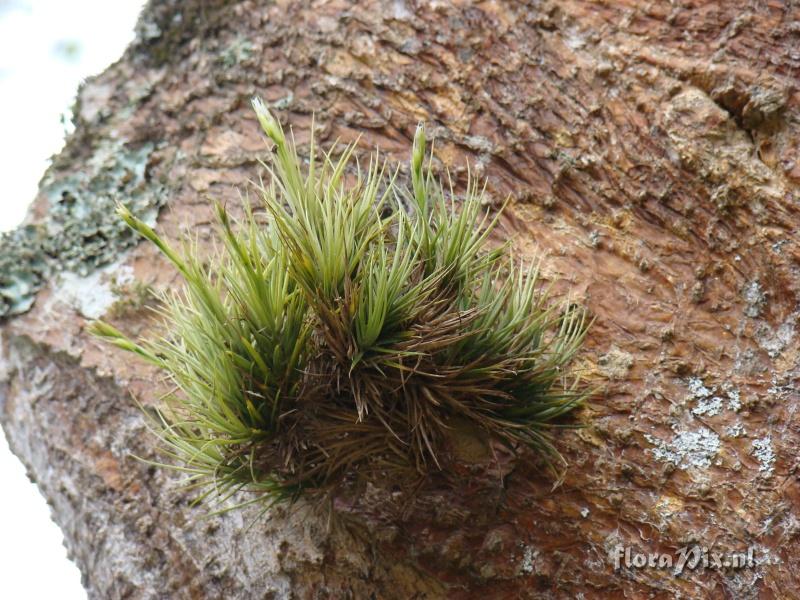 Tillandsia tenuifolia var alba