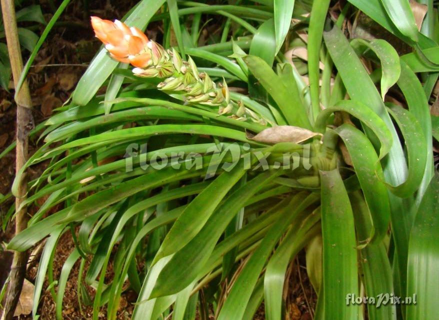 Guzmania monostachia