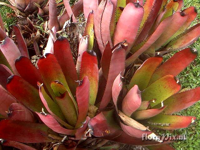 Neoregelia carcharodon var. atroviolacea(´Rainbow´