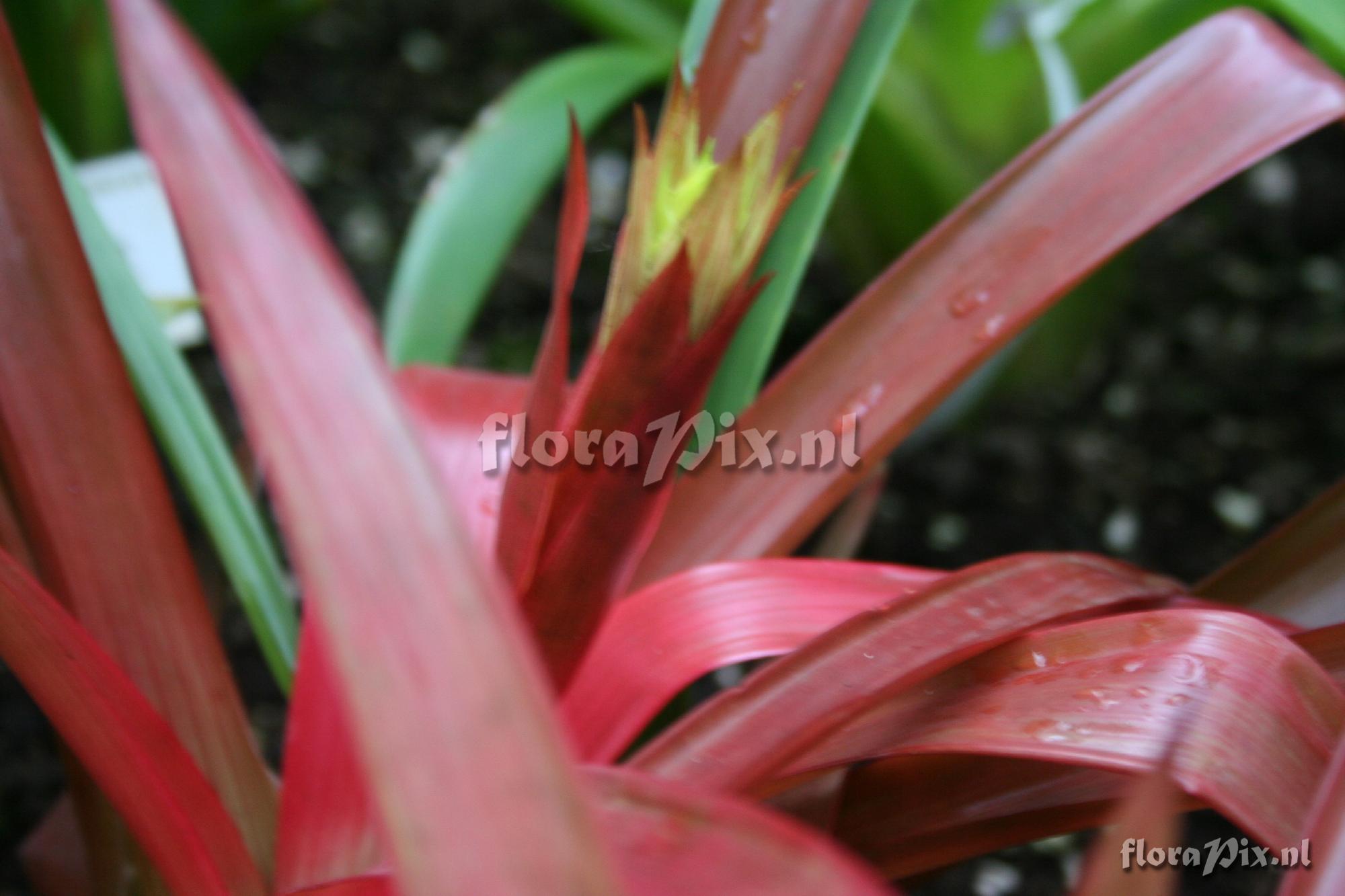 Guzmania zahnii