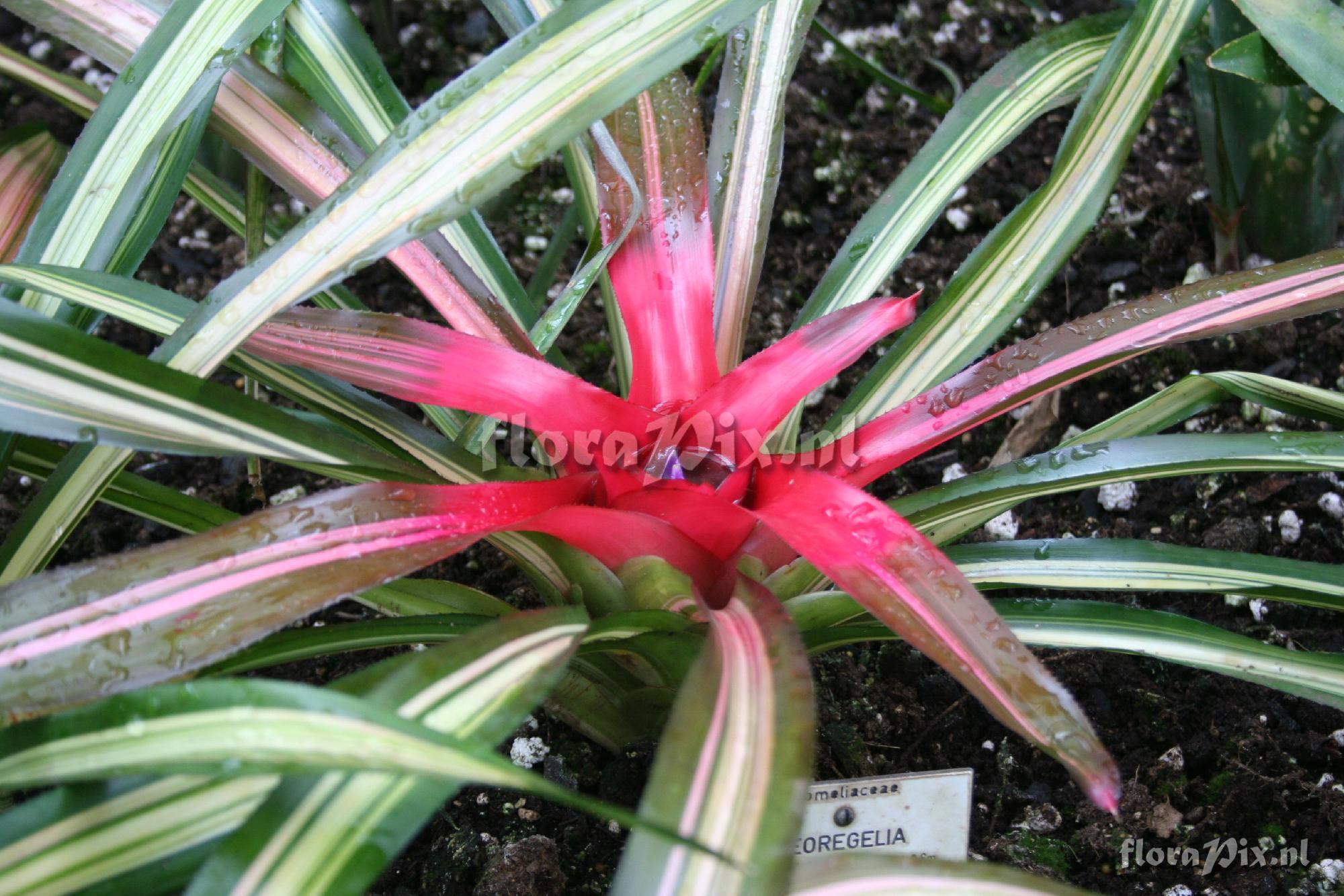 Neoregelia carolinae 