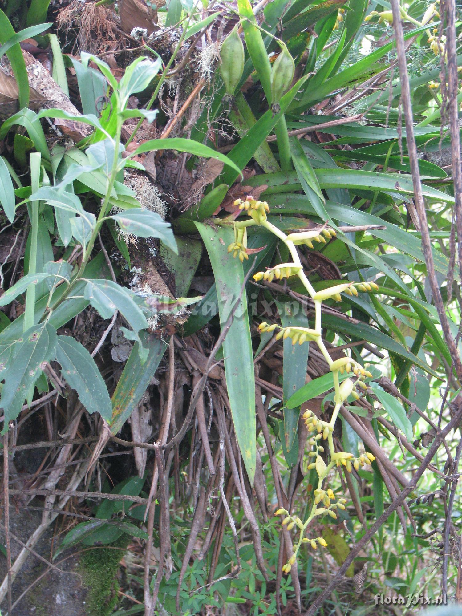 Racinaea tetrantha var aurantiaca