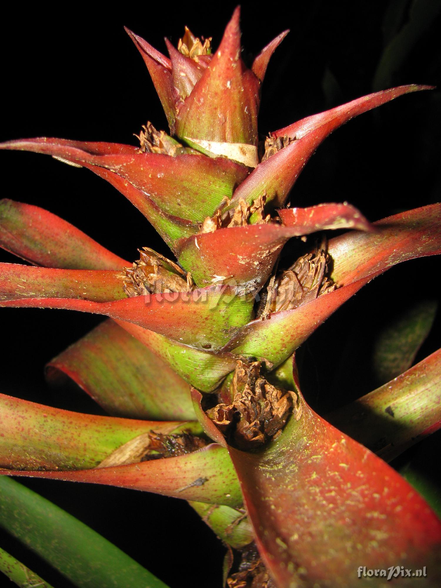 Guzmania squarrosa