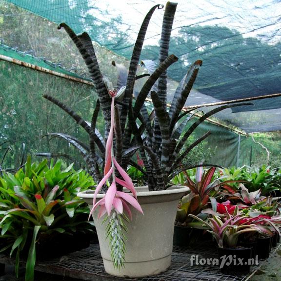 Billbergia roseak6Dy