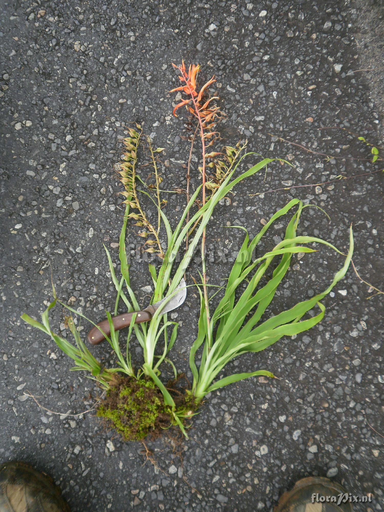 Pitcairnia sp?