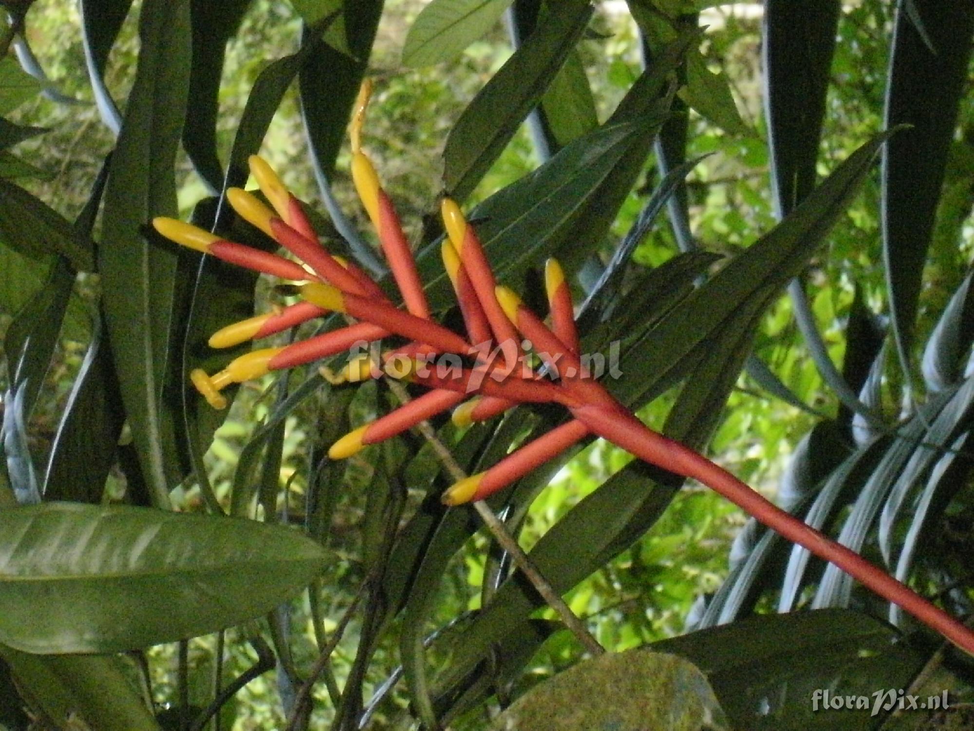 Guzmania sprucei