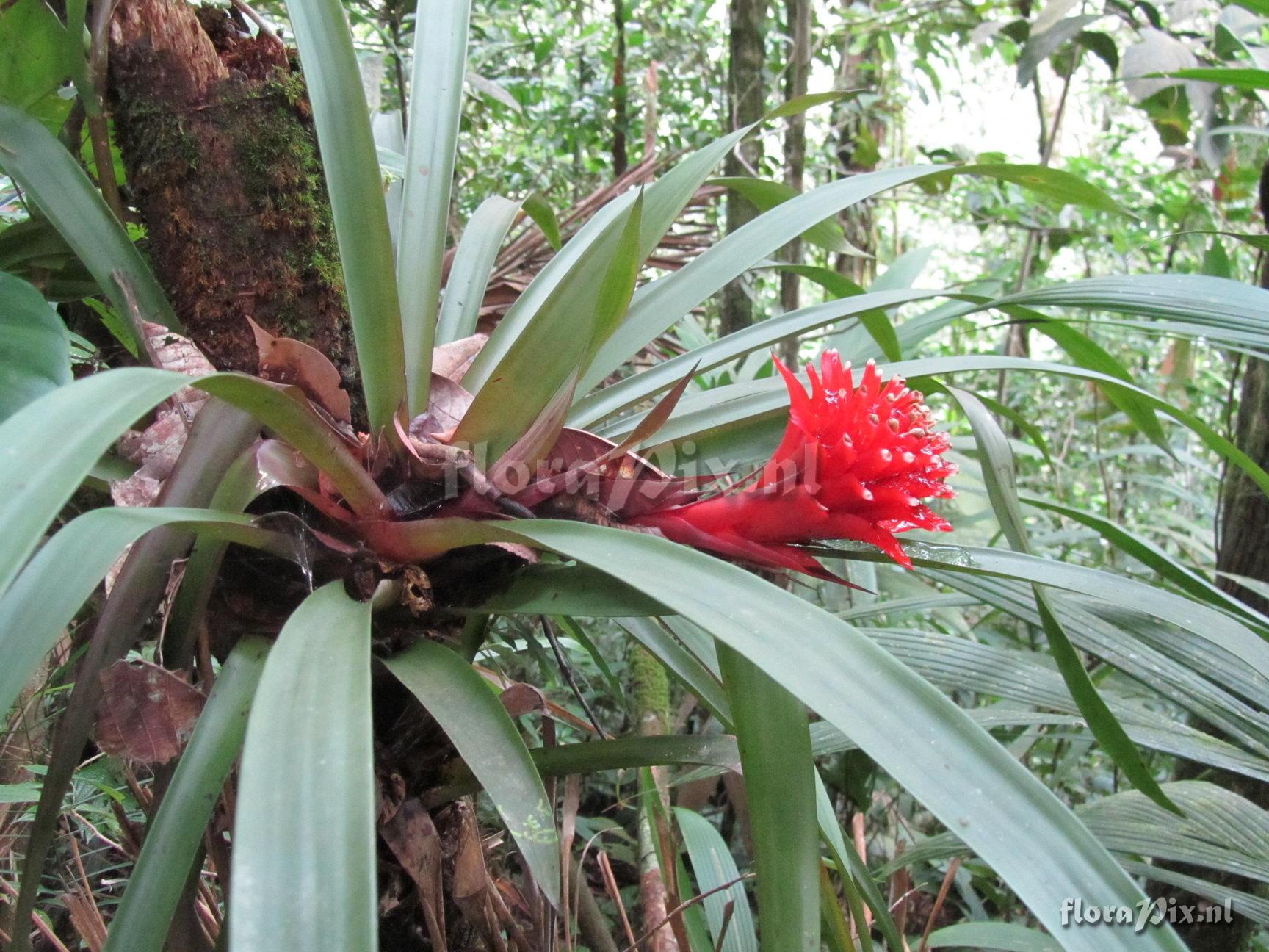 Guzmania sp. - 