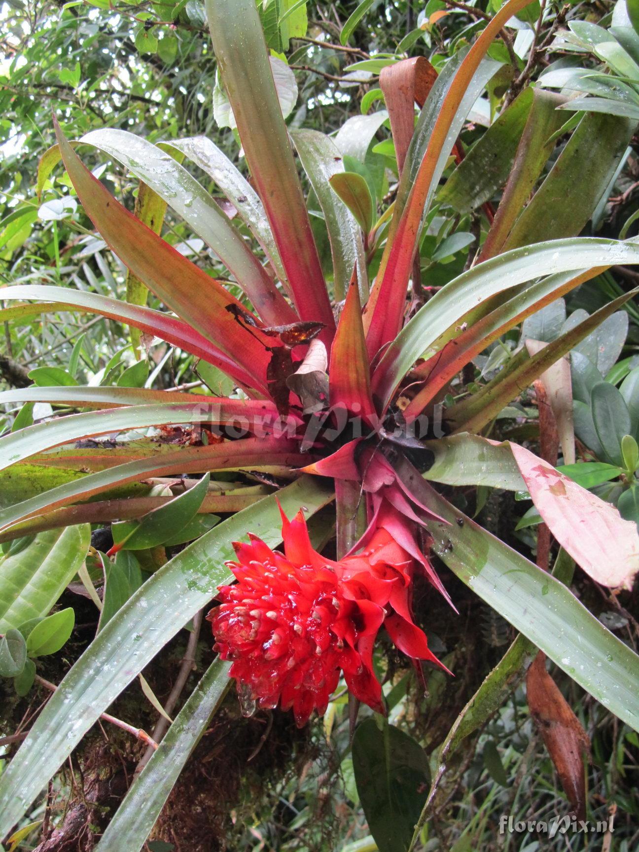 Guzmania sp. - 