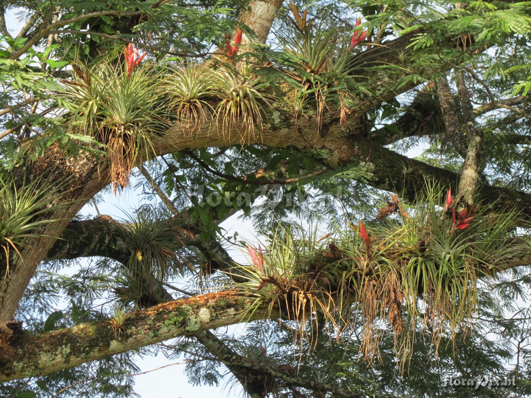 Tillandsia fasciculata