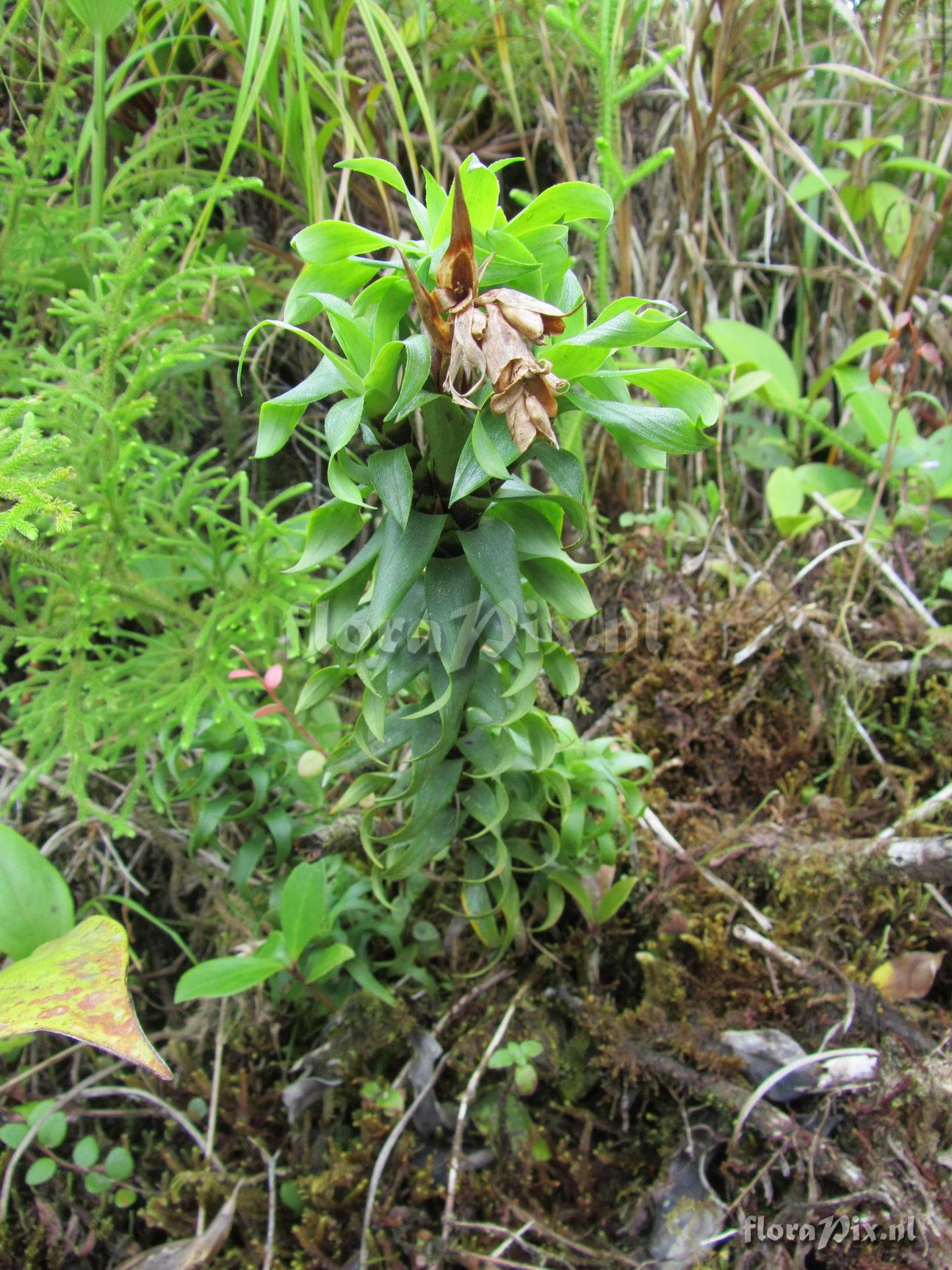 Werauhia insignis "var. brevifolia" Luther ined.