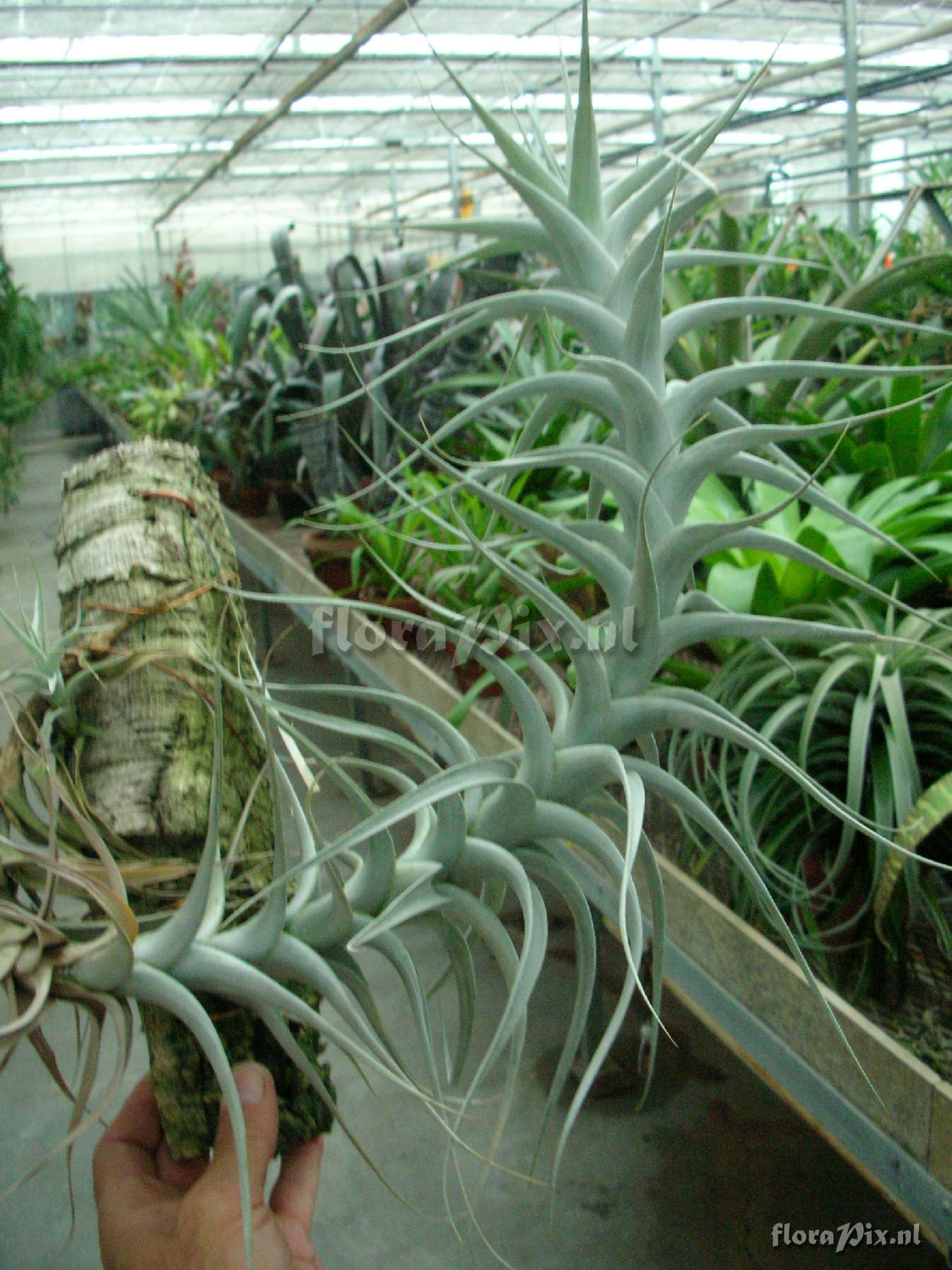 Tillandsia albida