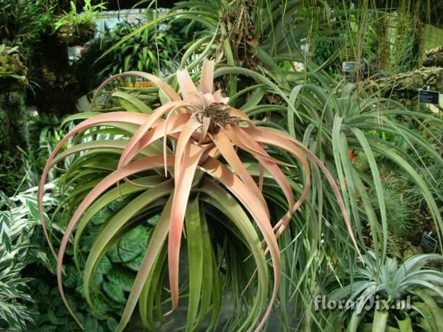 Tillandsia cf. rhodocephala