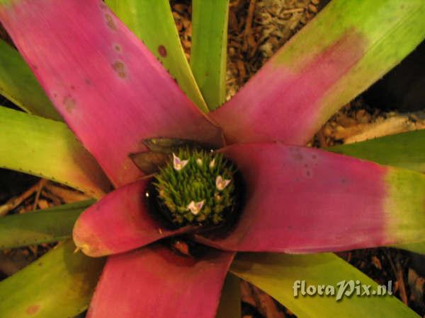 Neoregelia concentrica