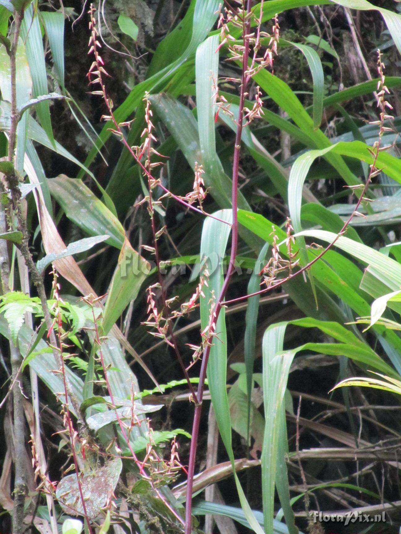 Pitcairnia valerii