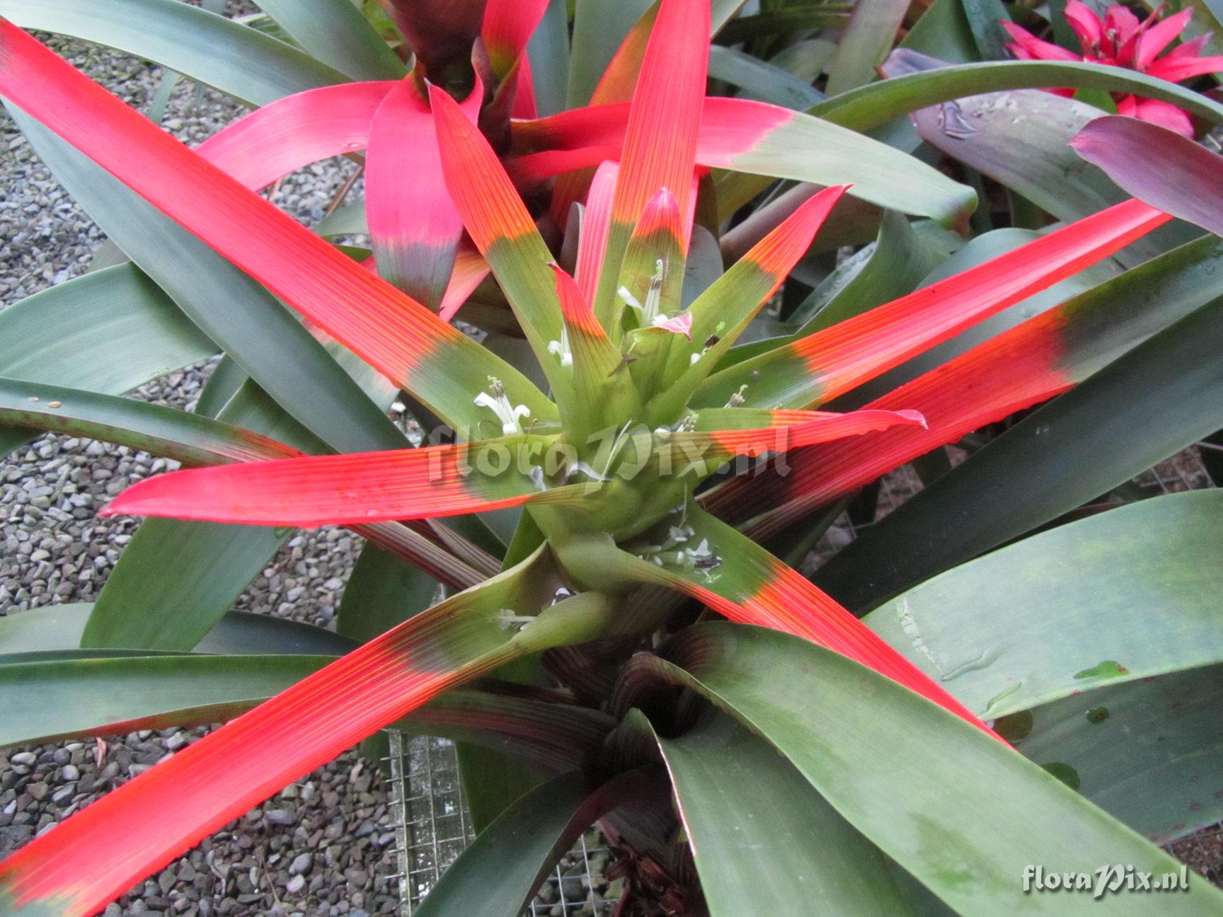 Guzmania circinnata