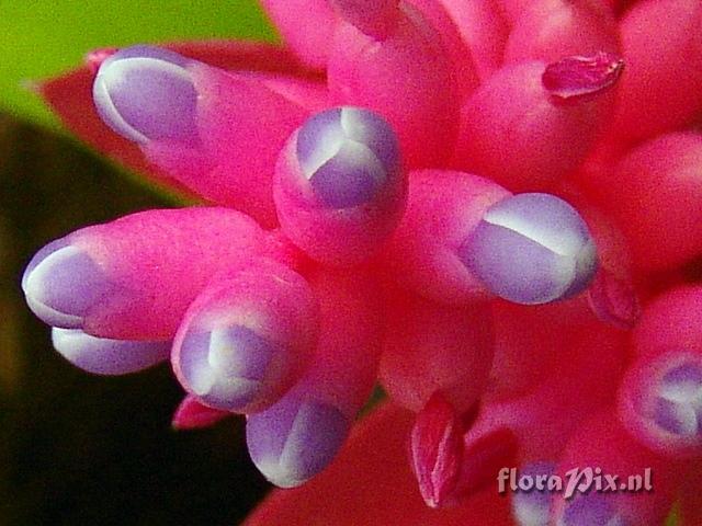 Aechmea andersonii