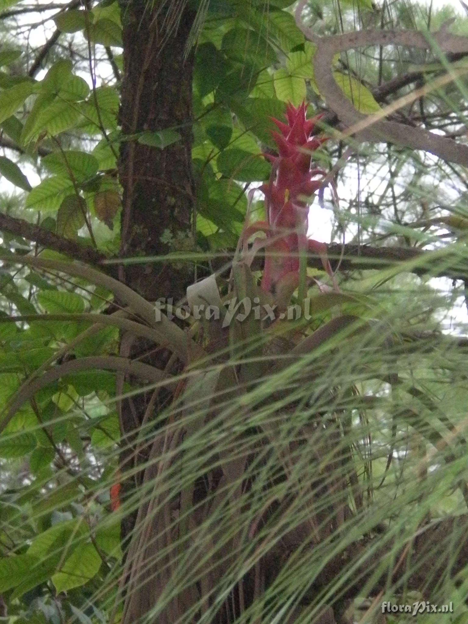 Tillandsia sp.