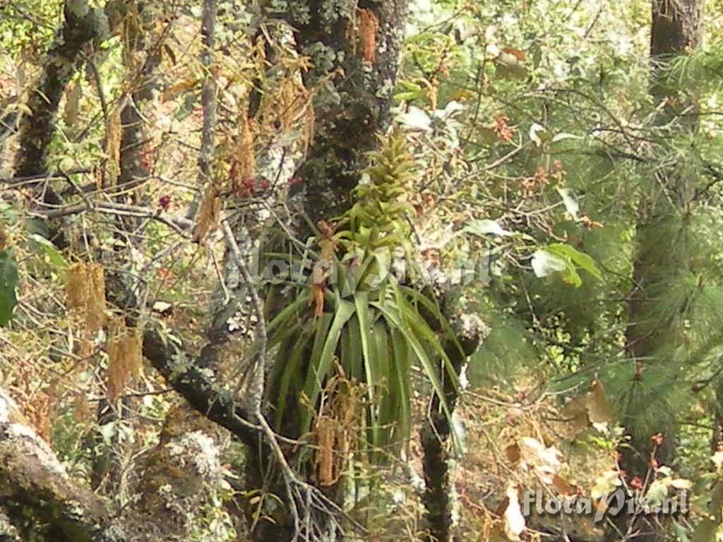 Tillandsia tillii