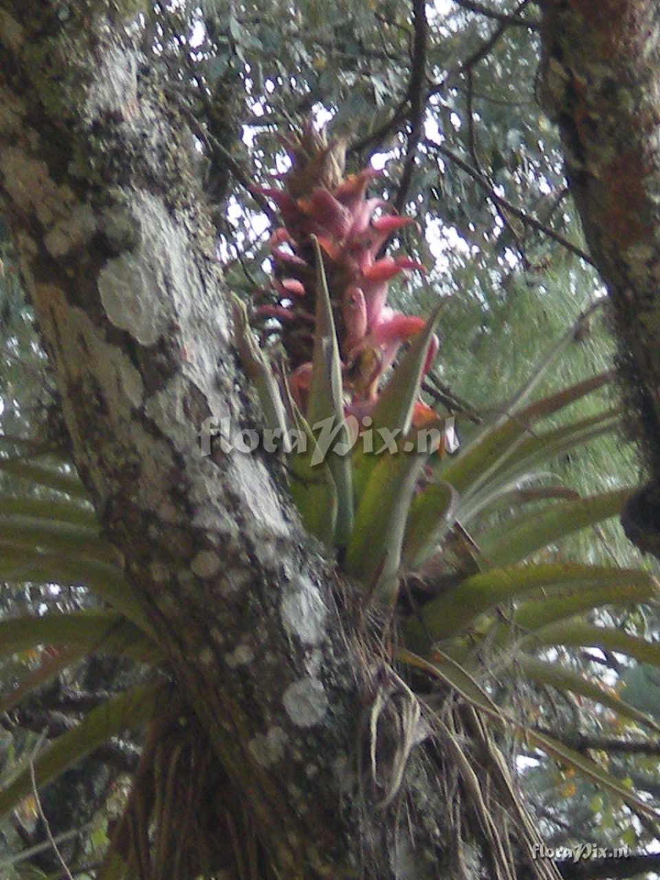 Tillandsia sp.