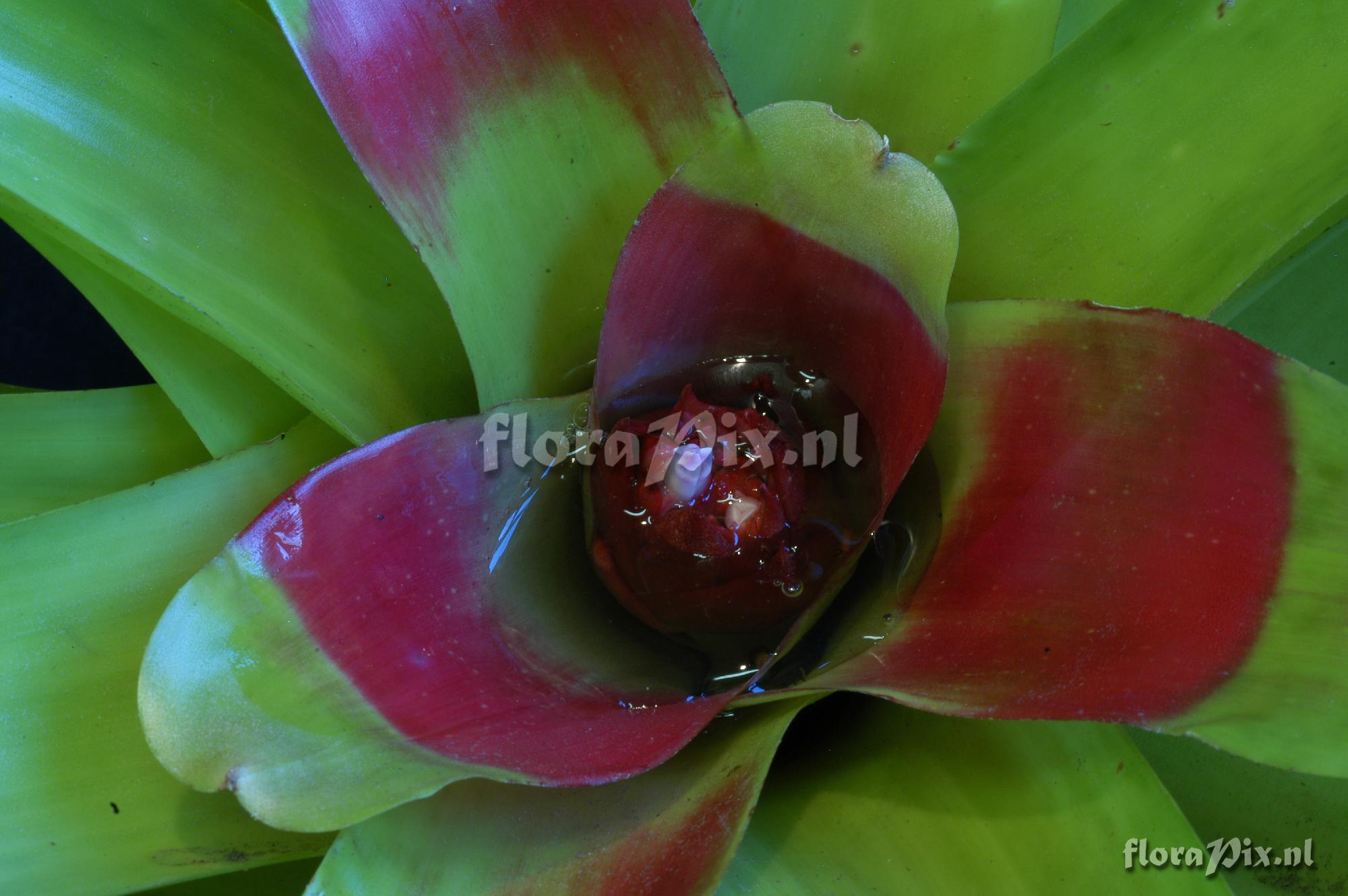 Neoregelia macwilliamsii